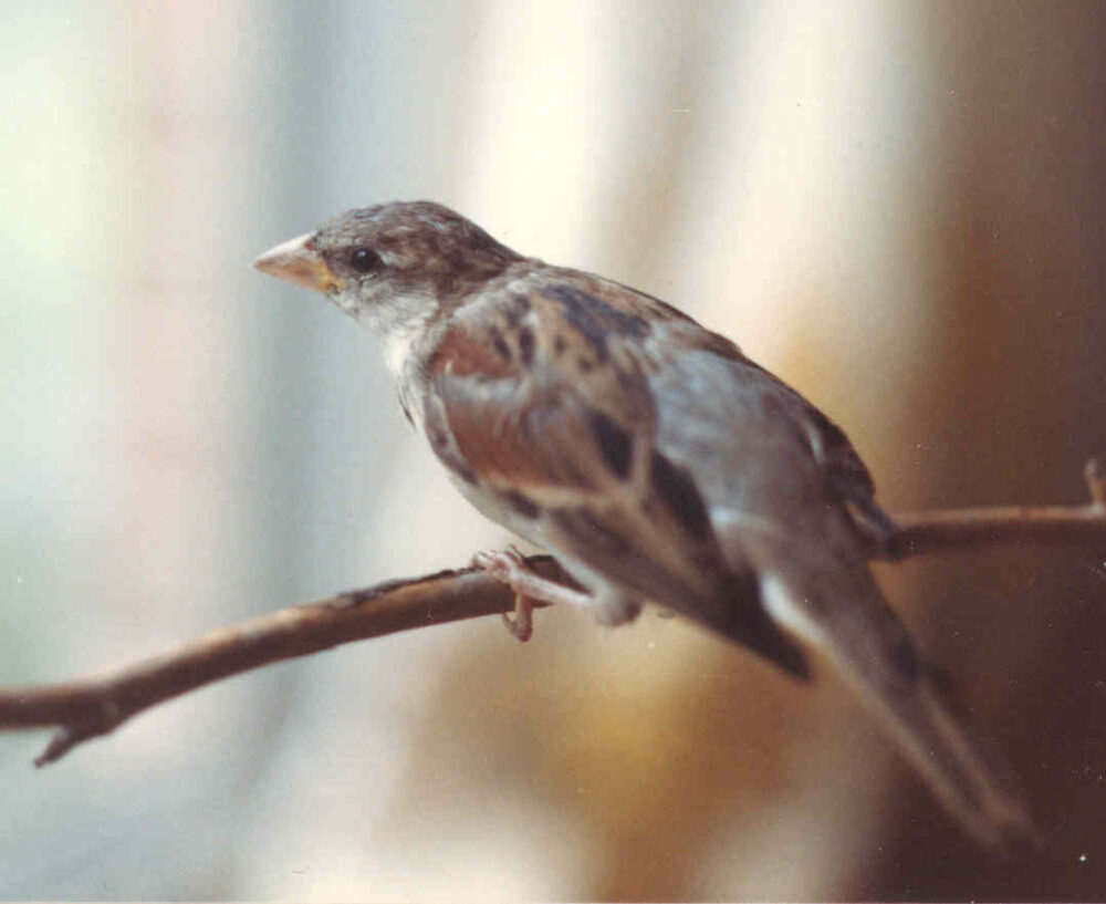 Chiclet on a branch.
Photo by Tom Abel